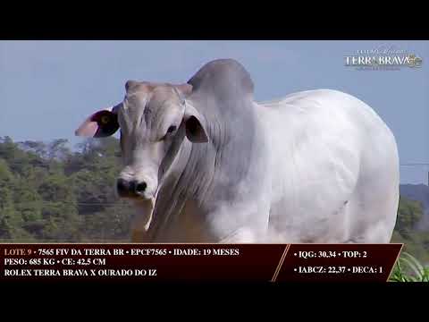 LOTE 09   EPCF 7565
