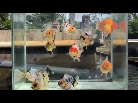 CAKEP PARAH! Pesona Koki Calico Sorttail dan Rosetail, Ekornya Mirip Bunga Mawar Mekar!