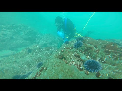 The Purple Urchin Problem: Who Ate All the Kelp? - video from Planet Forward
