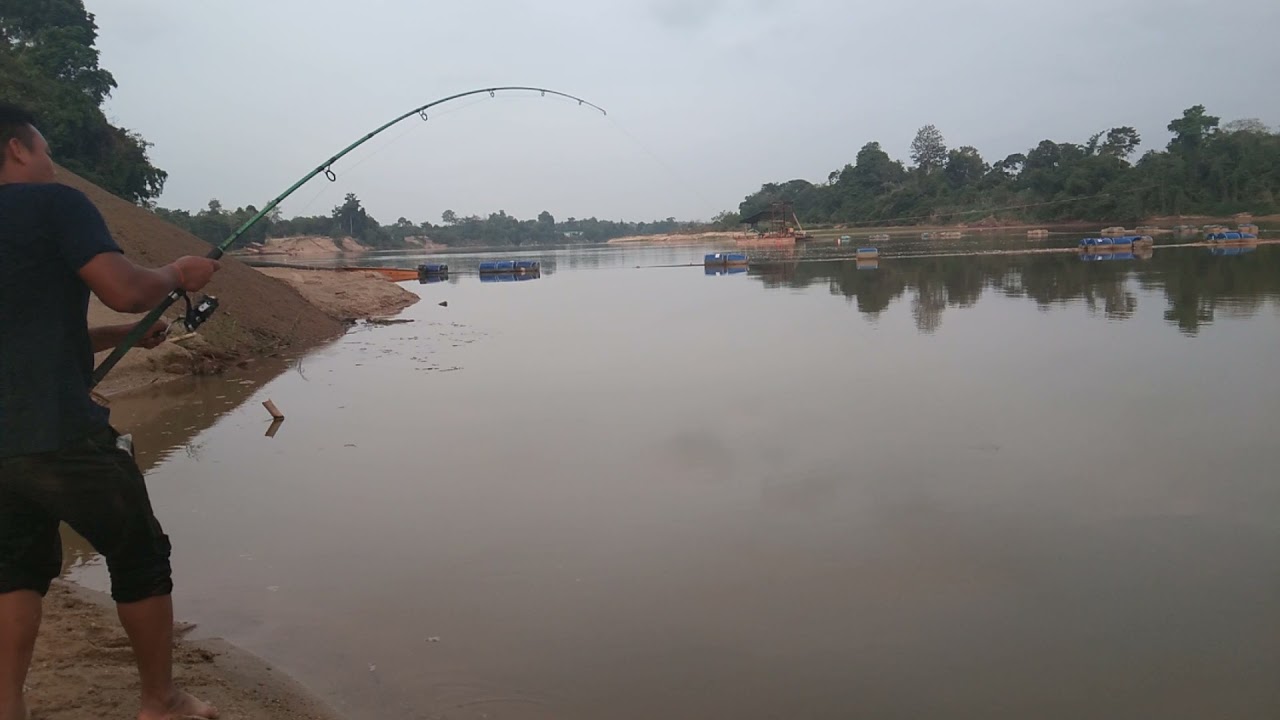 Aksi tarikan tenggalan