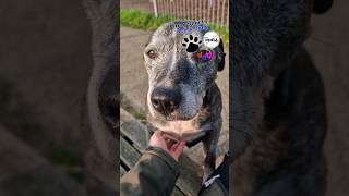 Park & Woods Dog Walk