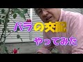 バラの交配