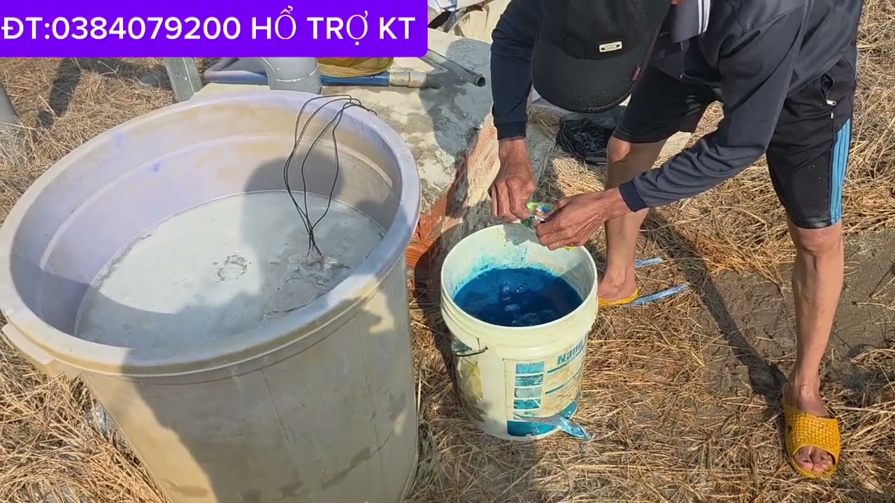 Mít Bị Vàng Lá,Rụng Lá Do Phèn.Tưới Đồng Với Vôi Đá.Bao Hết.LH:0949777827 Vĩnh.