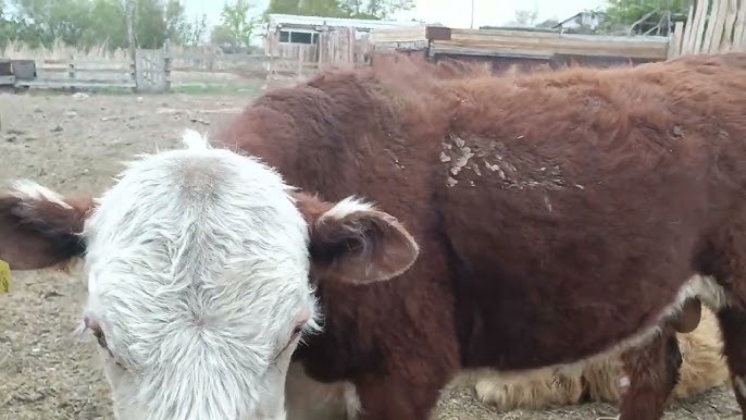 Жалаңаш Наталья Антонованың порно видеосы Жалаңаш қыз видео