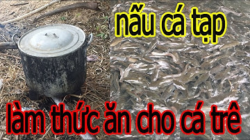 Nấu Cá Tạp Làm Thức Ăn Cho Cá Trê Lai Nuôi Bể Xi Măng  - Trại Cá Phú Yên
