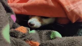 A Foxnose pop out under the blanket!