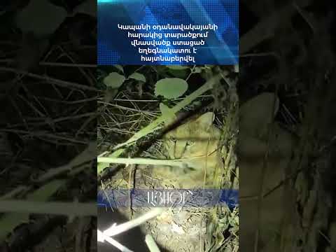 Կապանի օդանավակայանի հարակից տարածքում վնասվածք ստացած եղեգնակատու է հայտնաբերվել