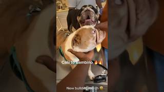 Breeding My English Bulldog Female