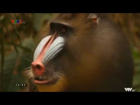 Video: Khỉ đột núi: ảnh, mô tả