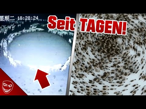 Tiere Laufen PLÖTZLICH Tagelang im Kreis! - Was passiert hier?