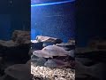 цихлиды Haplochromis nyererei