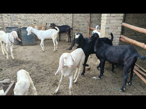 коні аговози. Жеребець на Паровку.Привезли лошицю з бачача.коні Тернопільщини -donkey