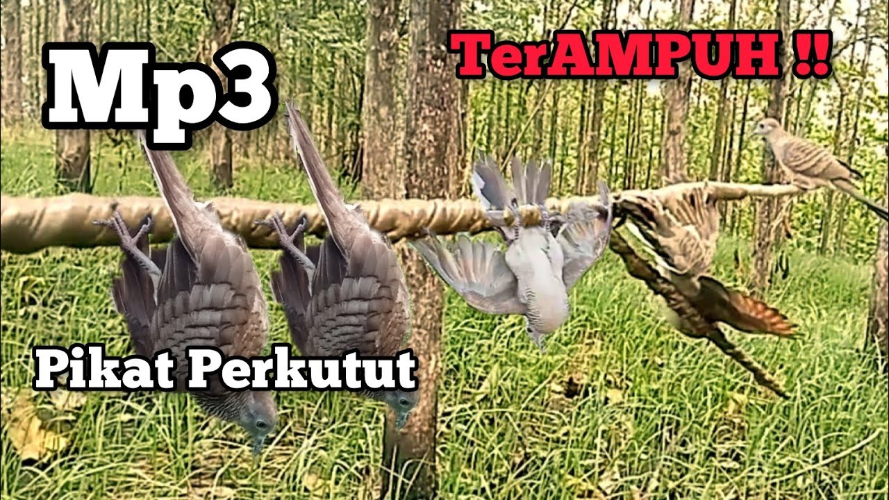 Mp3 Suara Pikat PERKUTUT LOKAL GACOR