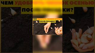 ОСЕННЕЕ УДОБРЕНИЯ ЧЕСНОКА ОБЯЗАТЕЛЬНОЕ #чеснок #огород #удобрение #удобрения #урожай #осеньудобрение