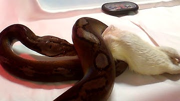 Motley reticulated Python eats medium rat