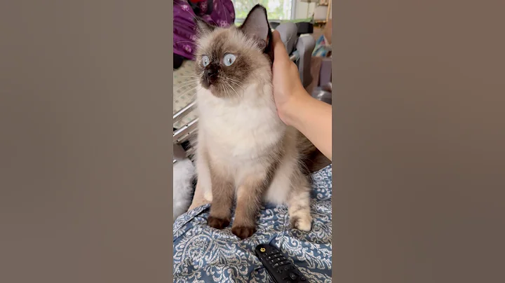 Video 11122771: siamesecat cutecats cats, siamesecat cats kittens, kitten siamesecats cute, siamesecat pets, siamesecats animals, cat kitten cutecat love