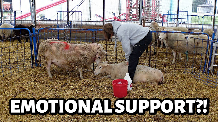 It's nice to have a friend. ~ launch week, ewe down & an emotional support sheep??