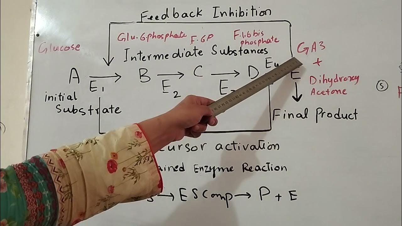 Feedback inhibition, precursor activation. Chained Enzyme Reaction