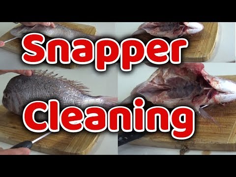 How to Cleaning and Fillet Snapper Fish How to Clean and Filleting  Snapper Fish