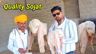 9928265489 Quality Sojat #sojatgoat #india