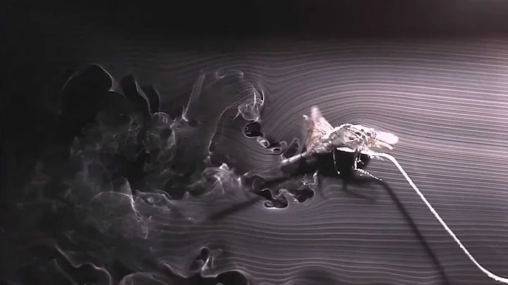 Dragonfly Flight Pattern