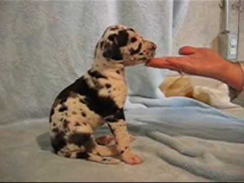 3 week old great dane