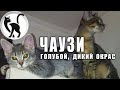 Где купить чаузи котят? Where to find Chausie kittens for sale? Chausie Kittens For Sale