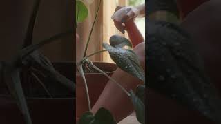 Zajedno, do vrha #sijazvuk #nebo #zvezde #avantura #rooftop #urban #krov #ponoc #dvoje