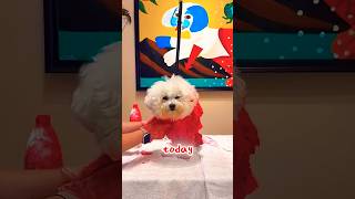 This Dog Got a Crazy Birthday Makeover! ❤️