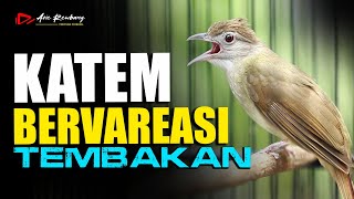MASTERAN KAPAS TEMBAK DENGAN BEBERAPA LAGU DAN TEMBAKAN