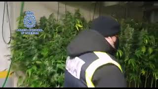 Desmantelada plantación de Marihuana en Ortigosa