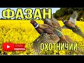 Охотничий фазан кормление и содержание