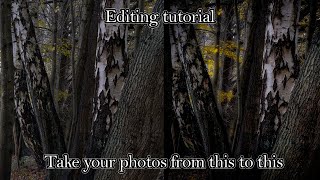 How to edit woodland photos. screenshot 4