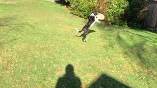 Border Collie Slow Motion Disc Catch