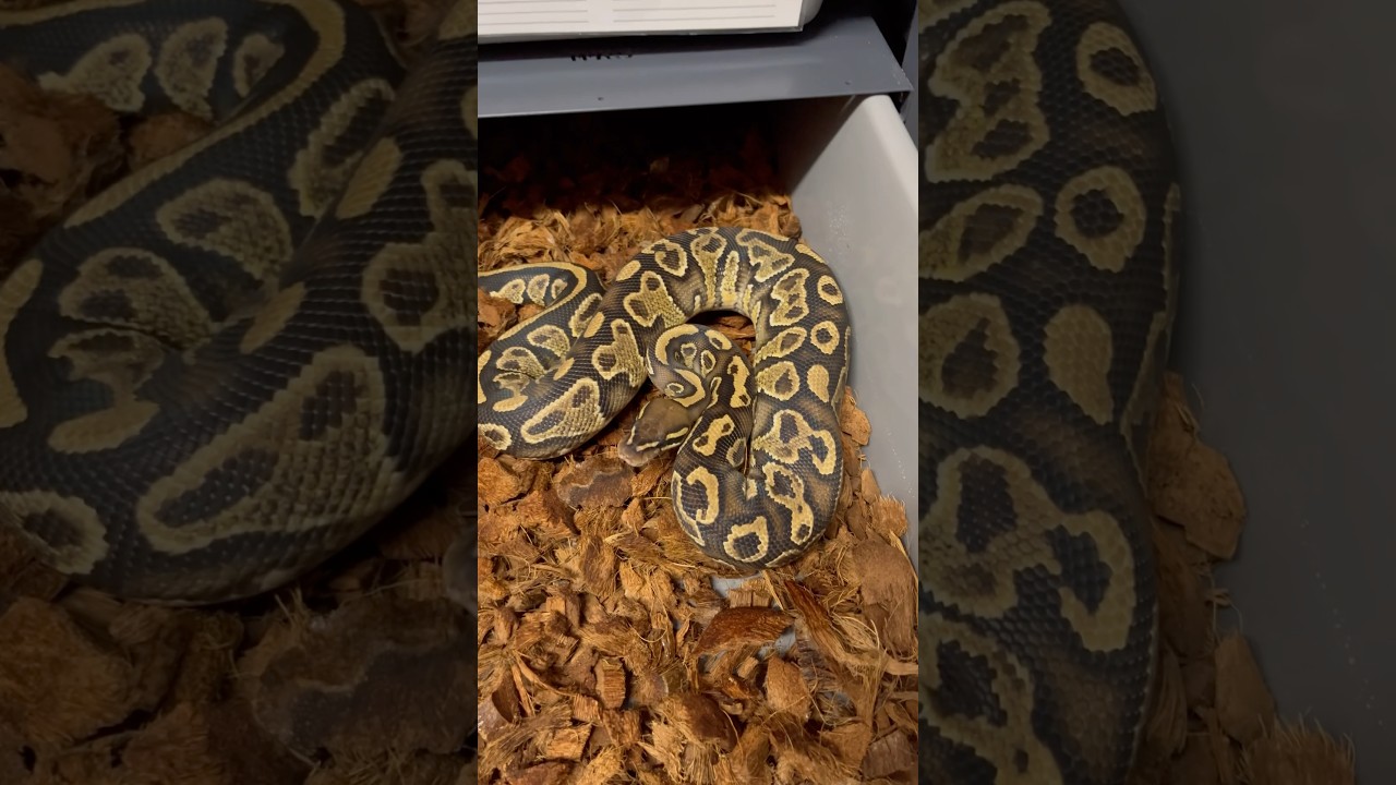 Hurricane Yellow Belly 66% DG 50% Clown #ballpython #hurricane #yellowbelly #pythonregius
