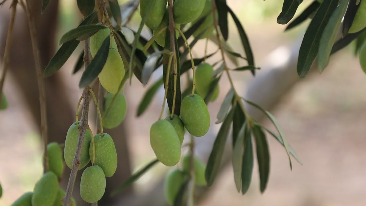 بدء موسم قطاف الزيتون وعصره في بلدة الجانودية بريف إدلب
