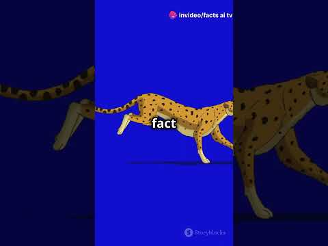 Cheetah vs Horse: