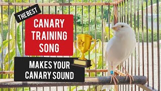 Бельгийское пение канарейки делает ваш канареечный звук | Лучшее обучение
