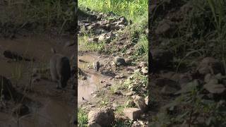 Guinea fowl pair | beautiful Guinea fowl birds | #birds #guinea #shorts screenshot 2