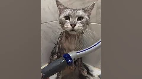 Video 11755291: funny cat shower, cat funny animals