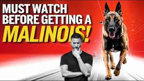 Watch This Before Getting A Belgian Malinois in 2025