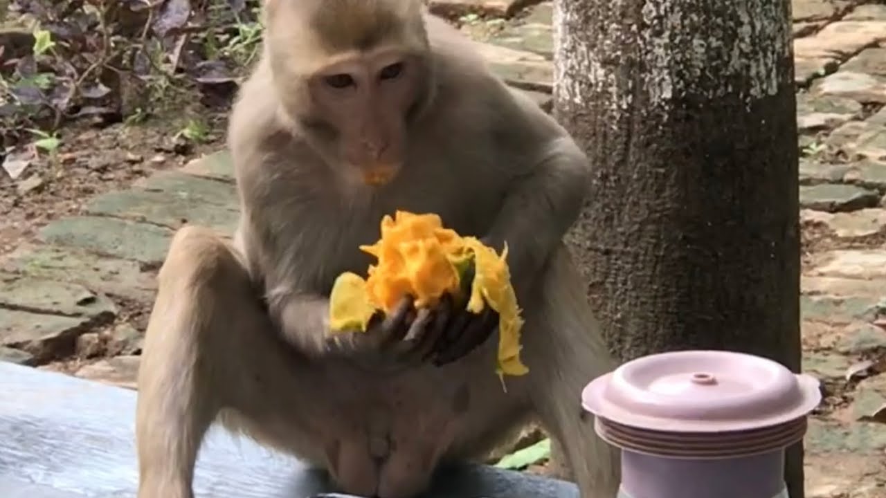 Monkey eating mango😀 YouTube