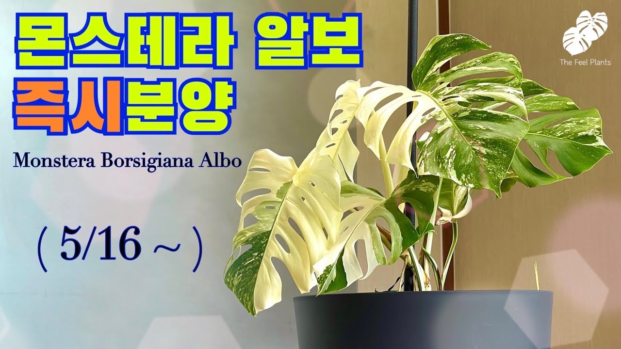 몬스테라 보르시지아나 알보 : Monstera Borsigiana Albo 