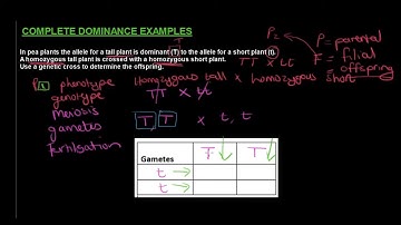 Gr 12 Life Sciences Genetics and Inheritance Part 2 Monohybrid Crosses
