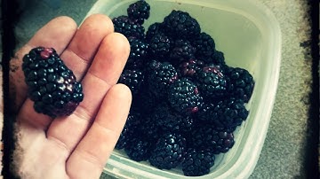 DOUBLE Your Blackberry Production With This SIMPLE Propagation Method | Tip Layering