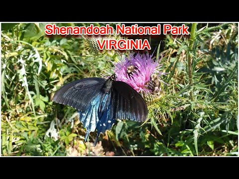 וִידֵאוֹ: הפארק הלאומי שננדואה: המדריך השלם
