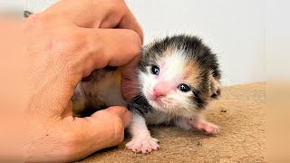 Rescue Tiny Kittens Their Mom Cat Wasn't Able To Care For Them