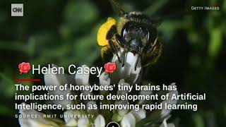 Scientists say bees can do basic math 🐝