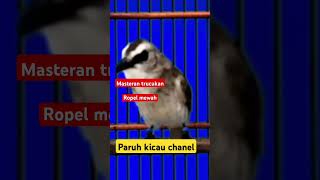 Download Lagu Masteran trucukan ropel mewah #shorts #shortsvideo #shortsfeed MP3