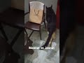 #Mannat vs #Jannat #funny #comedy #jokes #advisorswag #doglife #dogshorts